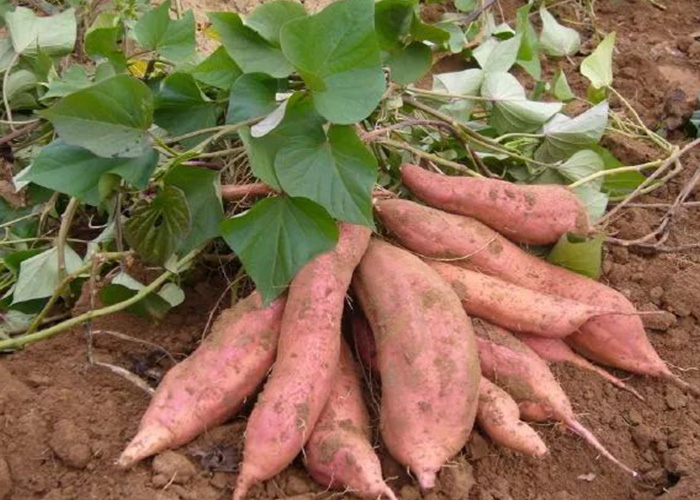 甘薯如何影響中國(guó)？