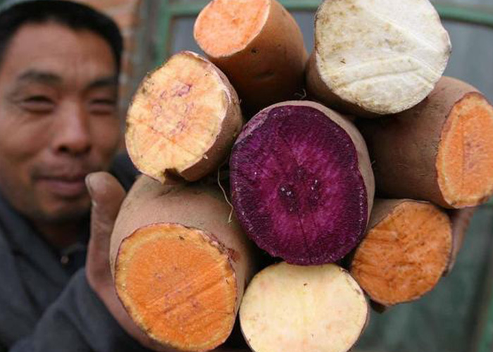 紅薯渾身都是寶！麗星薯類深加工設(shè)備助產(chǎn)業(yè)升級