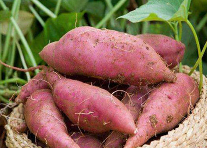 麗星設(shè)備廠家總結(jié)：霜降后紅薯采收，盯緊這 3 個(gè)信號(hào)
